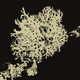 LICHEN logo